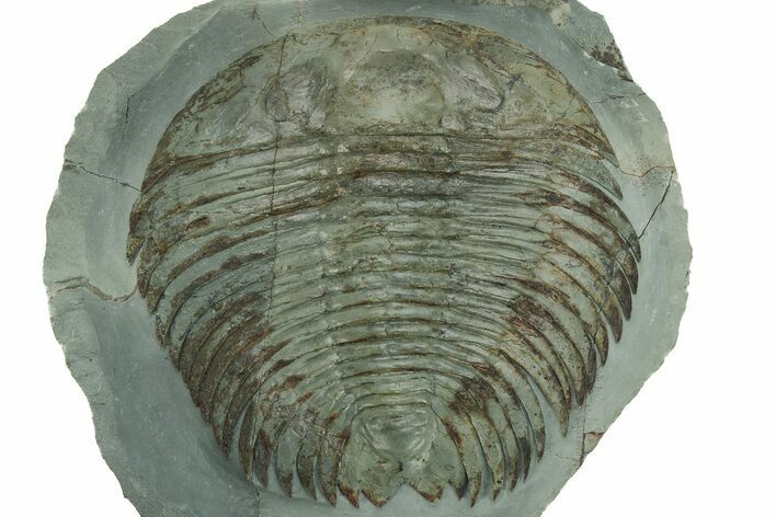 Rare Lower Cambrian Gigantopygus Trilobite - Issafen, Morocco #227316